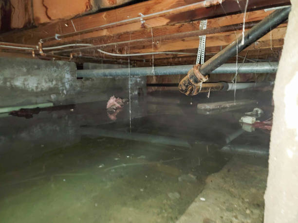 Best Mold removal after water damage  in Red Wing, MN